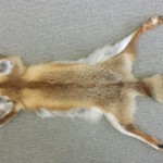 Rotfuchsfell aus eigener Jagd (Schweiz) Wildfang, keine Fallenjagd