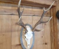 Sikahirsch, 8-Ender, auf Altholzschild