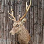 Sika-Hirsch-Trophäe Präprat