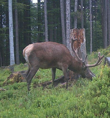Hirsch